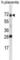 Serine Peptidase Inhibitor, Kunitz Type 1 antibody, abx028537, Abbexa, Western Blot image 