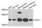 Rac Family Small GTPase 1 antibody, A7720, ABclonal Technology, Western Blot image 