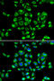 40S ribosomal protein S16 antibody, STJ29056, St John