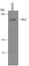Mannose Receptor C Type 2 antibody, AF5770, R&D Systems, Western Blot image 