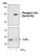 NFKB Inhibitor Alpha antibody, MA5-15224, Invitrogen Antibodies, Western Blot image 