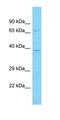 Olfactory Receptor Family 10 Subfamily A Member 3 antibody, orb327063, Biorbyt, Western Blot image 