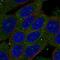 Zinc Finger SWIM-Type Containing 3 antibody, NBP2-56599, Novus Biologicals, Immunofluorescence image 