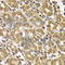 Heat Shock Protein Family E (Hsp10) Member 1 antibody, A7437, ABclonal Technology, Immunohistochemistry paraffin image 