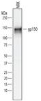 Interleukin 6 Signal Transducer antibody, AF5029, R&D Systems, Western Blot image 