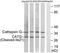 Cathepsin G antibody, LS-C121058, Lifespan Biosciences, Western Blot image 
