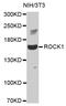 Rho Associated Coiled-Coil Containing Protein Kinase 1 antibody, MBS125158, MyBioSource, Western Blot image 