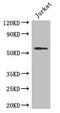 Signal peptide peptidase-like 2A antibody, CSB-PA855050LA01HU, Cusabio, Western Blot image 