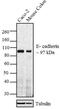 Cadherin 1 antibody, MA5-12547, Invitrogen Antibodies, Western Blot image 