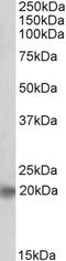 Achaete-Scute Family BHLH Transcription Factor 3 antibody, EB10633, Everest Biotech, Western Blot image 