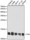 Thioredoxin antibody, GTX64390, GeneTex, Western Blot image 