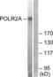 RNA Polymerase II Subunit A antibody, LS-B6990, Lifespan Biosciences, Western Blot image 