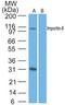 Importin 8 antibody, PA1-41599, Invitrogen Antibodies, Western Blot image 