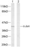 Jun Proto-Oncogene, AP-1 Transcription Factor Subunit antibody, abx012851, Abbexa, Western Blot image 