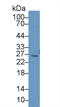 BCL2 Like 1 antibody, LS-C292978, Lifespan Biosciences, Western Blot image 