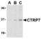 C1q And TNF Related 7 antibody, TA306241, Origene, Western Blot image 