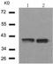 p38 antibody, TA321330, Origene, Western Blot image 