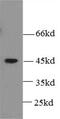 Bone Morphogenetic Protein 2 antibody, FNab00917, FineTest, Western Blot image 