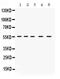 Interferon Regulatory Factor 5 antibody, PB9646, Boster Biological Technology, Western Blot image 