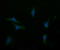 Asialoglycoprotein Receptor 2 antibody, M10123-2, Boster Biological Technology, Immunofluorescence image 
