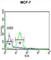 Gephyrin antibody, abx034513, Abbexa, Western Blot image 