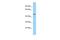 Protein Zfp566 antibody, PA5-70376, Invitrogen Antibodies, Western Blot image 