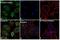 ADP Ribosylation Factor 1 antibody, PA5-22271, Invitrogen Antibodies, Immunofluorescence image 