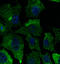 Caveolin 1 antibody, LS-B9776, Lifespan Biosciences, Immunofluorescence image 