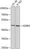 P26255 antibody, 23-687, ProSci, Western Blot image 