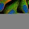 Toll Interacting Protein antibody, HPA038621, Atlas Antibodies, Immunofluorescence image 