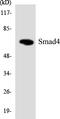 SMAD Family Member 4 antibody, LS-C200708, Lifespan Biosciences, Western Blot image 