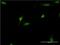 DEAF1 Transcription Factor antibody, H00010522-M07, Novus Biologicals, Immunocytochemistry image 