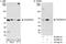 CDK5 Regulatory Subunit Associated Protein 3 antibody, A300-870A, Bethyl Labs, Immunoprecipitation image 