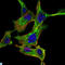 Component Of Inhibitor Of Nuclear Factor Kappa B Kinase Complex antibody, LS-C814022, Lifespan Biosciences, Immunofluorescence image 