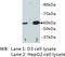 Interleukin 13 Receptor Subunit Alpha 1 antibody, MBS355052, MyBioSource, Western Blot image 