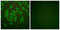 Cystatin A antibody, LS-B8392, Lifespan Biosciences, Immunofluorescence image 