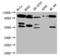 OFD1 Centriole And Centriolar Satellite Protein antibody, CSB-PA016289LA01HU, Cusabio, Western Blot image 