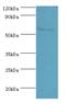 Paired Box 7 antibody, MBS1498395, MyBioSource, Western Blot image 