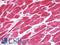 Vinculin antibody, LS-B10133, Lifespan Biosciences, Immunohistochemistry frozen image 