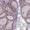 NIPBL Cohesin Loading Factor antibody, NBP1-85110, Novus Biologicals, Immunohistochemistry frozen image 