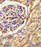 G Protein Subunit Alpha Transducin 2 antibody, LS-C166553, Lifespan Biosciences, Immunohistochemistry frozen image 