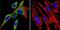 Heat Shock Protein 90 Alpha Family Class B Member 1 antibody, NB120-5455, Novus Biologicals, Immunocytochemistry image 