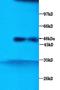 Chromogranin A antibody, orb10377, Biorbyt, Western Blot image 