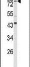Spartin antibody, PA5-26051, Invitrogen Antibodies, Western Blot image 