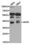 Alcohol Dehydrogenase 5 (Class III), Chi Polypeptide antibody, TA327239, Origene, Western Blot image 