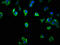 Short Coiled-Coil Protein antibody, LS-C396987, Lifespan Biosciences, Immunofluorescence image 
