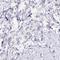 Potassium Calcium-Activated Channel Subfamily N Member 4 antibody, NBP2-33694, Novus Biologicals, Immunohistochemistry frozen image 