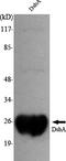 Thiol:disulfide interchange protein DsbA antibody, STJ98486, St John