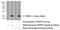 Trafficking Protein Particle Complex 1 antibody, 19598-1-AP, Proteintech Group, Western Blot image 
