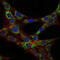 Eukaryotic Translation Elongation Factor 2 antibody, M00830, Boster Biological Technology, Immunofluorescence image 